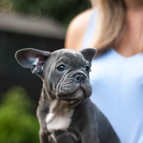 Photo d’un bouledogue français