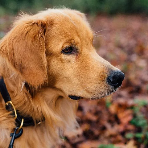 Photo d’un golden retriever